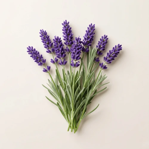 Lavendel